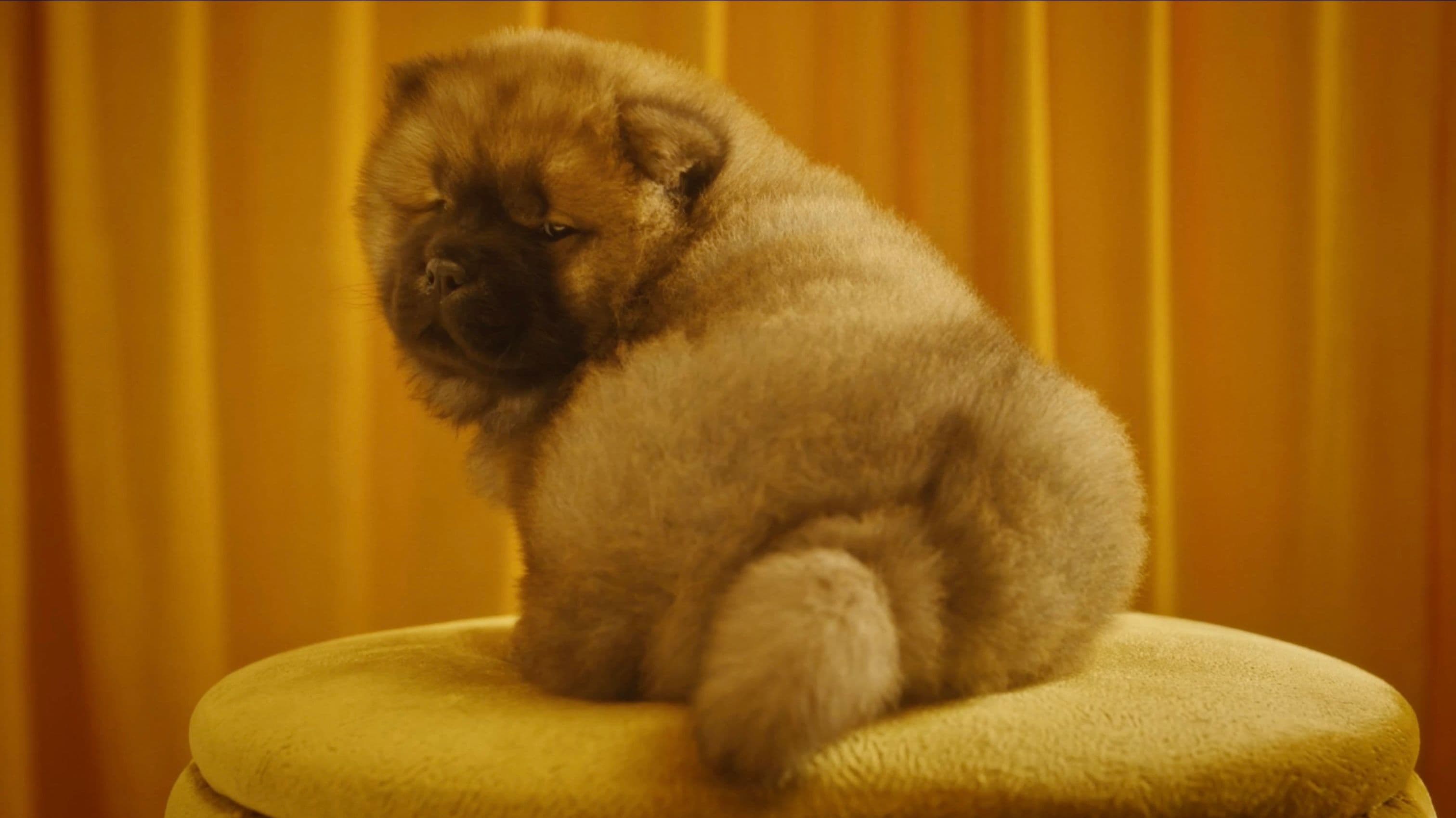Petbarn